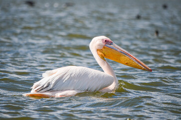 Pelican swimming on the lake