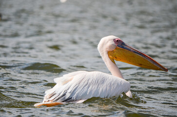 Fototapeta na wymiar Pelican swimming on the lake