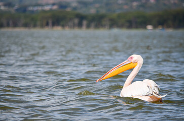 Pelican swimming on the lake