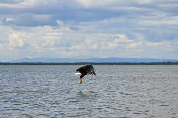 African fish eagle fishing, Naivasha, Kenya, Africa