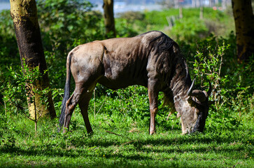 Wildebeest grazing in Naivasha Park Kenya Africa