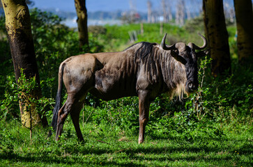Naklejka premium Wildebeest standing in Naivasha Park Kenya Africa