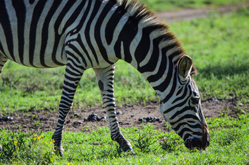 Fototapeta na wymiar Zebra in the savannah, safari, Kenya, Africa