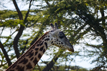 Giraffe among tree branches, Naivasha Parka, Africa