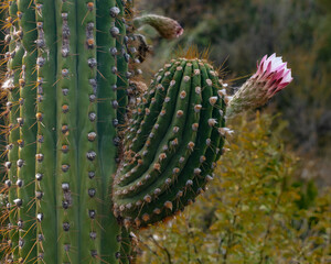 Saguaro Bloom