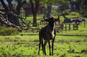Wildebeest standing in Naivasha Park Kenya Africa