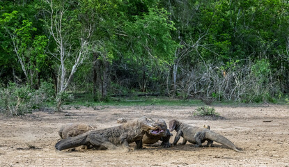 Fight of komodo dragons for prey. The Komodo dragon, scientific name: Varanus komodoensis. Indonesia.