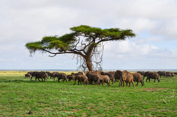 A herd of elephants in the savannah