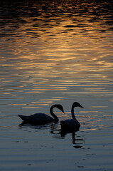 Silhouette of a Trumpeter Swans swimming in a lake at sunset.