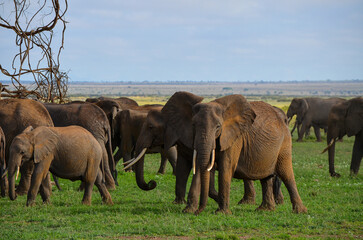 Fototapeta na wymiar A herd of elephants in the savannah