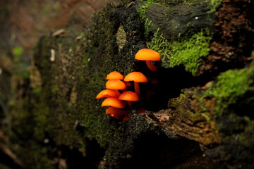 Orange mushroom in a tree