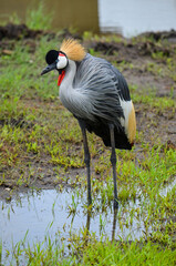 Grey crowned crane