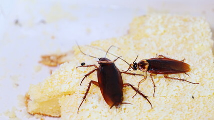 Cockroaches on sweets. Closeup of two cockroaches eating white chiffon cake Nasty diarrhea carriers on sweets with copy space. Selective focus