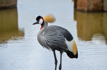 Grey crowned crane