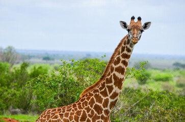 Giraffe