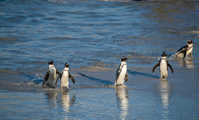 Naklejka premium African penguins walk out of the ocean to the sandy beach. African penguin also known as the jackass penguin, black-footed penguin. Scientific name: Spheniscus demersus. South Africa