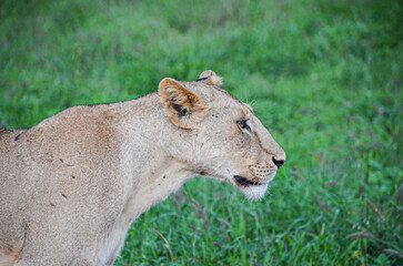 lioness after eat looking ahead, Tsavo East, Kenya, africa
