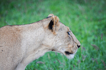 lioness after eat looking ahead, Tsavo East, Kenya, africa