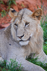 Lion lying on the red ground in Tsavo East National park, Kenya africa