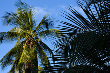 Fototapeta na wymiar Palm leaves against the blue sky