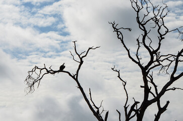 Vulture on a dry branch against the backdrop of the blue sky in the savannah, Kenya, Africa