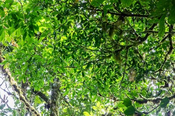 Fototapeta na wymiar Green forest landscape in Monteverde, Costa Rica.