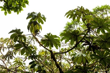 Obraz premium Misty landscape in Monteverde, CostaRica