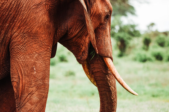 An red elephant catching a branch