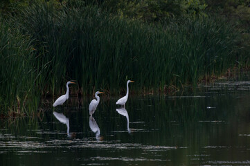 Three Great Egrets in a beautiful lake setting with reflection