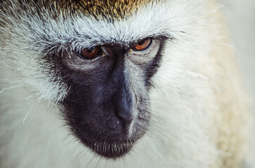 Blackgray vervet with brown eyes in the Diani Beach Kenya africa