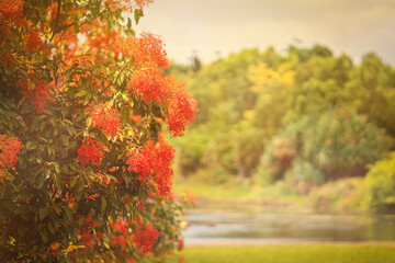 A Red Flowering Flame Tree