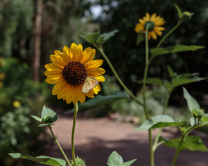 Sunflower with Butterfly