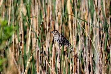 Bird on cattails in wetland