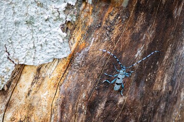 The Alpine Longicorn, a blue beetle with black spots, climbing up a beech tree with brown wood and grey bark.