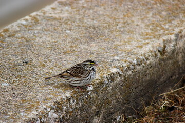 Sparrow on a concrete wall