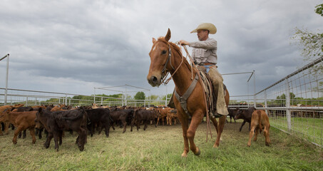 Rancher on horseback preparing to rope a calf in a herd of young cows on the beef cattle ranch
