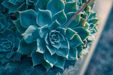 Succulent