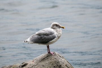 Glaucous-winged Gull standing on a rock in Canada