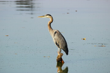 great blue heron in a lake