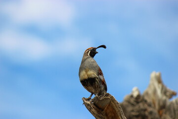 Quail in a tree with blue sky background