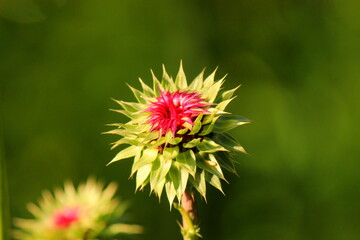 Thistle flower bud