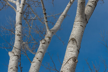Fototapeta premium winter landscape with poplar trees on blue sky
