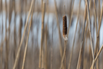 reeds in winter
