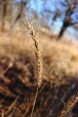 winter grass seed head