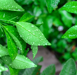 Dew drops in the morning on orange leaves look fresh to the eye