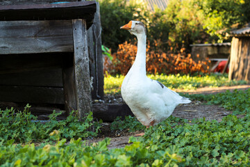 Big white and grey adult goose on nature green grass background. Side view of white goose standing on green grass outside. Animal farm countryside