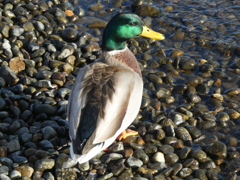 Beautiful green mallard duck on tumbled rock shore, looking over shoulder at photographer