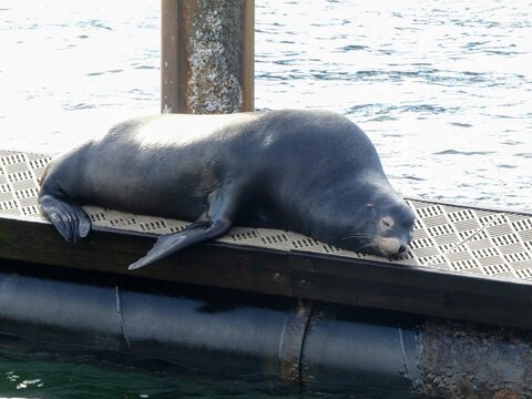 Exhausted or sleepy large male California sea lion on dock
