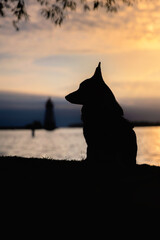 Silhouette of a Pembroke Welsh Corgi at sunrise with water and a lighthouse in the background - Jackson's Point Lake Simcoe 