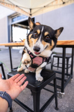 Smiling black headed tri color Pembroke Welsh Corgi giving paw to a person in a bar - Ontario Canada
